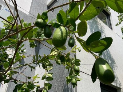 花園